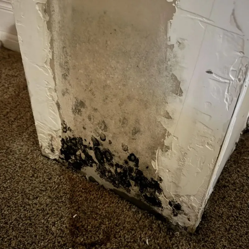 Professional Mold Removal in Newark, AR